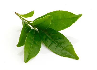 Green Tea Extract Ingredient