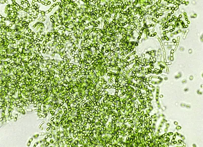 Vitamin B12 Ingredient